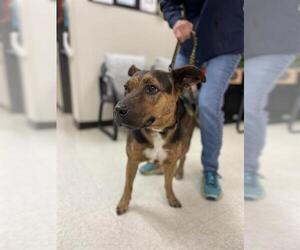 Staffordshire Bull Terrier-Unknown Mix Dogs for adoption in Sugar Land, TX, USA