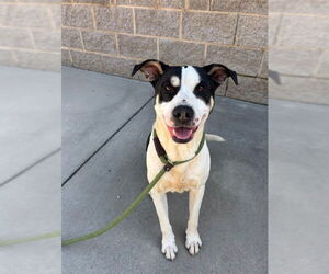 American Staffordshire Terrier-Unknown Mix Dogs for adoption in Palmetto, FL, USA