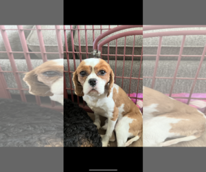 Cavalier King Charles Spaniel Dogs for adoption in Pataskala, OH, USA
