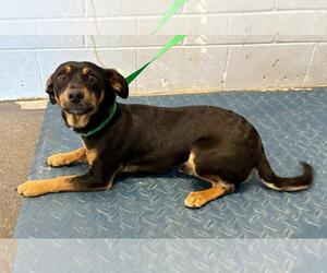 Doxle Dogs for adoption in Woodland, CA, USA