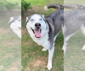 - Mix Dogs for adoption in Augusta, GA, USA