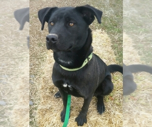 Medium Photo #1 Labrador Retriever-Unknown Mix Puppy For Sale in Yreka, CA, USA