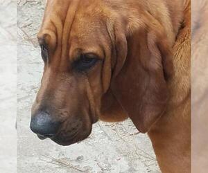 Bloodhound Dogs for adoption in Oak Bluffs, MA, USA