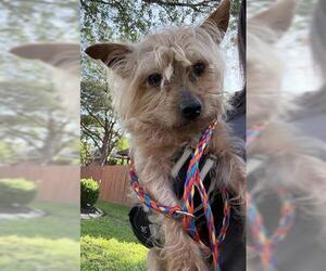 Mutt Dogs for adoption in Houston, TX, USA