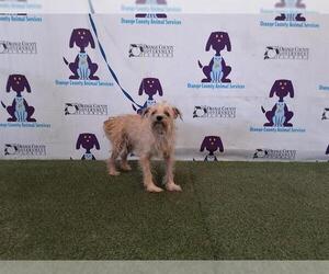 Miniature Schnauzer-Unknown Mix Dogs for adoption in Orlando, FL, USA