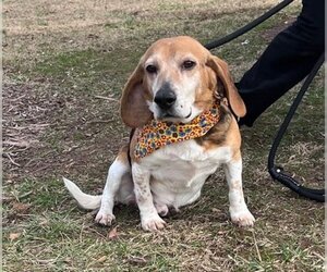 Beagle-Unknown Mix Dogs for adoption in Warrenton, VA, USA
