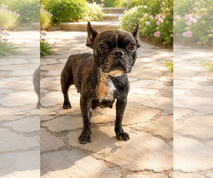 French Bulldog-Unknown Mix Dogs for adoption in PIPE CREEK, TX, USA