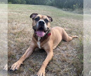 Boxer-Unknown Mix Dogs for adoption in Boston, MA, USA