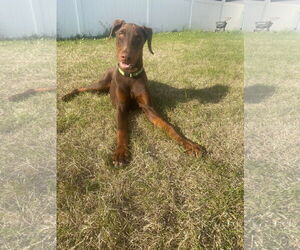 Doberman Pinscher Dogs for adoption in Buffalo, MN, USA