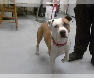 American Pit Bull Terrier Dogs for adoption in Fayetteville, NC, USA