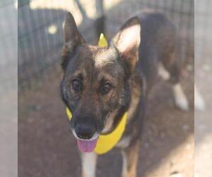 German Shepherd Dog Dogs for adoption in San Antonio, TX, USA