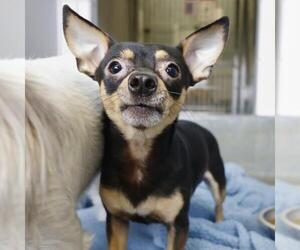Chihuahua-Unknown Mix Dogs for adoption in San Antonio, TX, USA