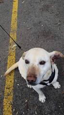 Labrador Retriever Dogs for adoption in Rathdrum, ID, USA