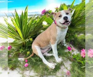 American Pit Bull Terrier-Unknown Mix Dogs for adoption in Glen Allen, VA, USA