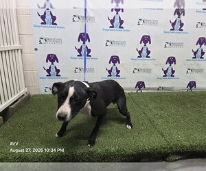 Mutt Dogs for adoption in Orlando, FL, USA