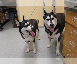 Siberian Husky Dogs for adoption in Orange, CA, USA