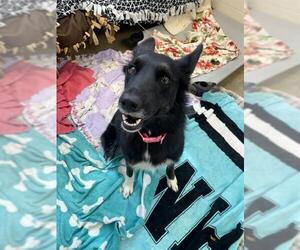 Border Collie-Unknown Mix Dogs for adoption in Fort Wayne, IN, USA