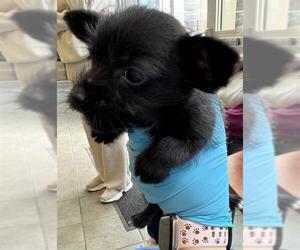 Mutt Dogs for adoption in San Antonio, TX, USA