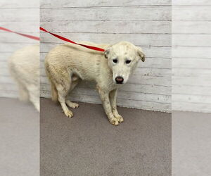 Great Pyrenees-Unknown Mix Dogs for adoption in San Bernardino, CA, USA
