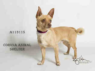 Chihuahua Dogs for adoption in Corona, CA, USA