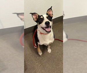 Australian Kelpie-Unknown Mix Dogs for adoption in HESPERIA, CA, USA