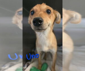 Medium Photo #10 Mutt Puppy For Sale in Foristell, MO, USA
