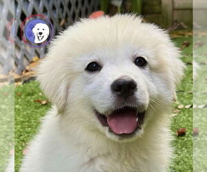 Medium Photo #5 Great Pyrenees Puppy For Sale in Spring, TX, USA