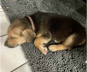 Beagle-Chihuahua Mix Dogs for adoption in Minneapolis, MN, USA