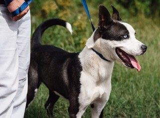 Alaskan Husky-Unknown Mix Dogs for adoption in Lovingston, VA, USA