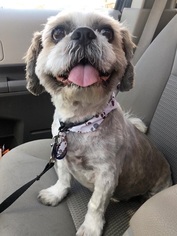 Shih Tzu Dogs for adoption in Millville, UT, USA