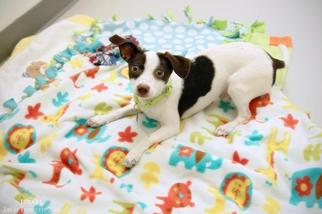 Chihuahua Dogs for adoption in St Helens, OR, USA