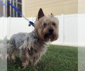 Silky Terrier Dogs for adoption in Boston, MA, USA
