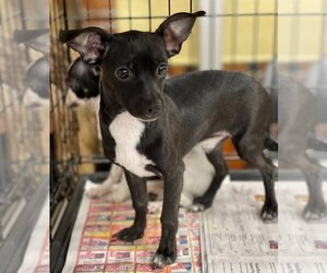 Chihuahua-Unknown Mix Dogs for adoption in Pembroke, GA, USA