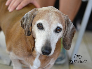 Dachshund Dogs for adoption in Montgomery, TX, USA