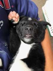 Medium Photo #1 Labrador Retriever-Unknown Mix Puppy For Sale in CORNING, NY, USA