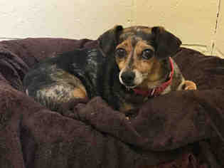 Toy Rat Doxie Dogs for adoption in Center Township, PA, USA