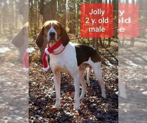 Treeing Walker Coonhound Dogs for adoption in Newfoundland, PA, USA