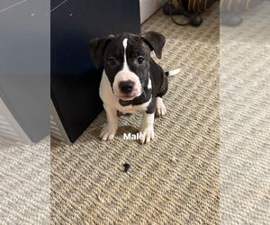 Staffordshire Bull Terrier-Unknown Mix Dogs for adoption in Holly Springs, NC, USA