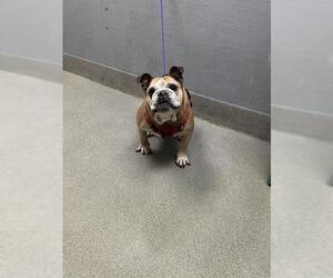 Bulldog-Unknown Mix Dogs for adoption in Las Vegas, NV, USA