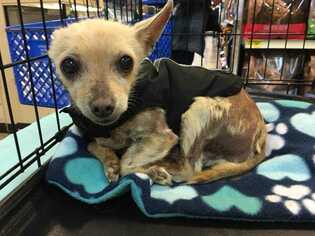 Chihuahua Dogs for adoption in Sylmar, CA, USA
