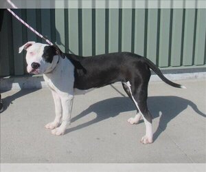 American Pit Bull Terrier Dogs for adoption in Louisville, KY, USA