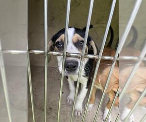 Mutt Dogs for adoption in Oklahoma City, OK, USA