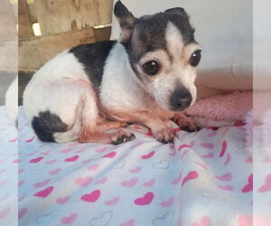 Chihuahua Dogs for adoption in San Diego, CA, USA