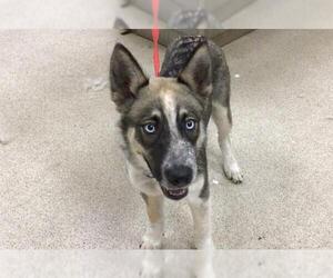 - Mix Dogs for adoption in Sebec, ME, USA