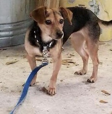 Jack-A-Bee Dogs for adoption in Fort Myers, FL, USA