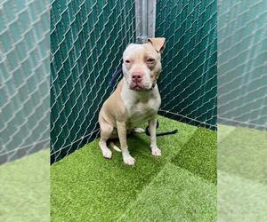 American Pit Bull Terrier Dogs for adoption in Downey, CA, USA