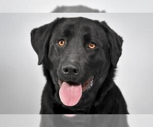 Labrador Retriever Dogs for adoption in Fort Collins, CO, USA