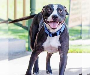 American Pit Bull Terrier-Labrador Retriever Mix Dogs for adoption in Rockwall, TX, USA