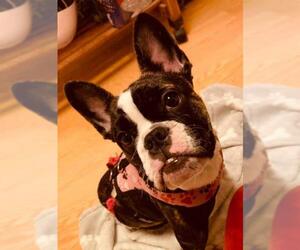 Free-Lance Bulldog Dogs for adoption in Catasauqua, PA, USA