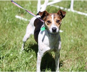Jack-A-Bee Dogs for adoption in Poughkeepsie, GA, USA